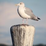 Staking 101: How to Maximize Your Crypto Earnings in 2026
