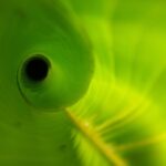 Memecoins Surge: Why Shiba Inu and Dogecoin Are Dominating Today’s Crypto Market